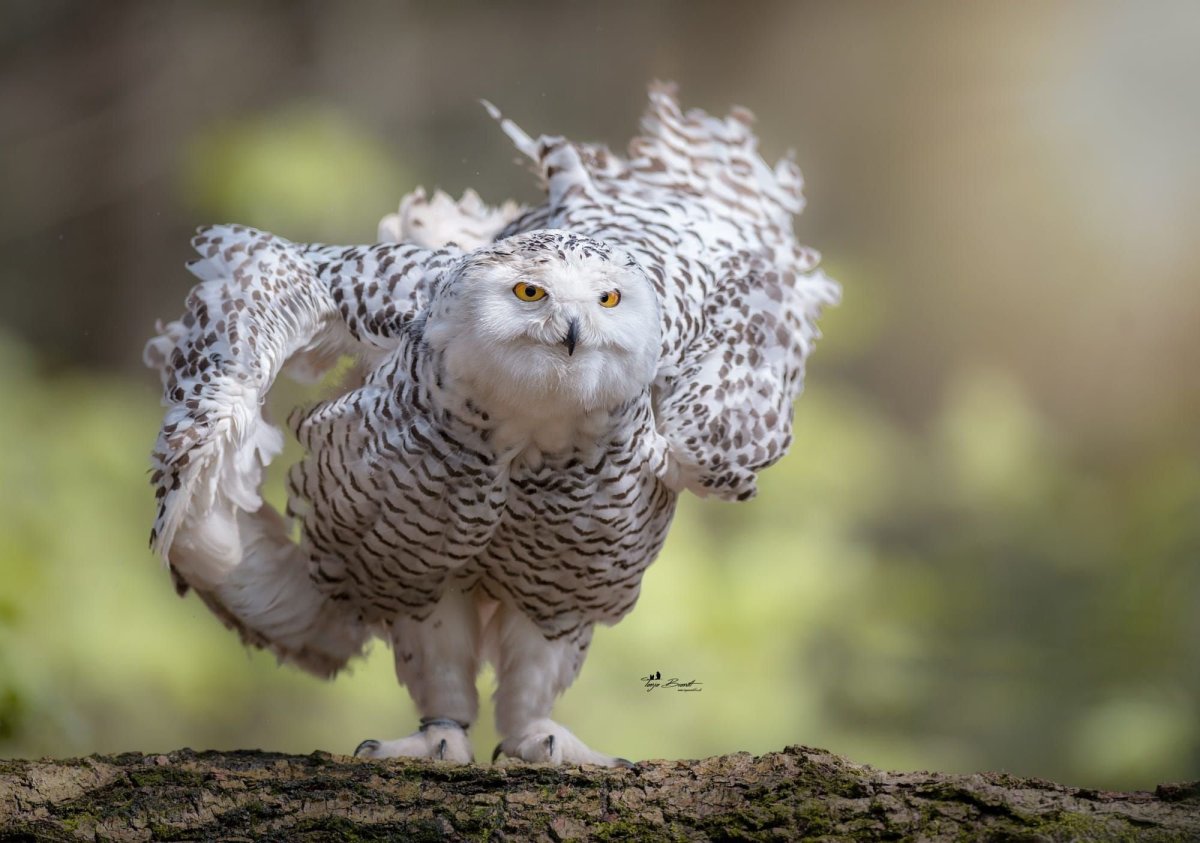 Совы Полярные