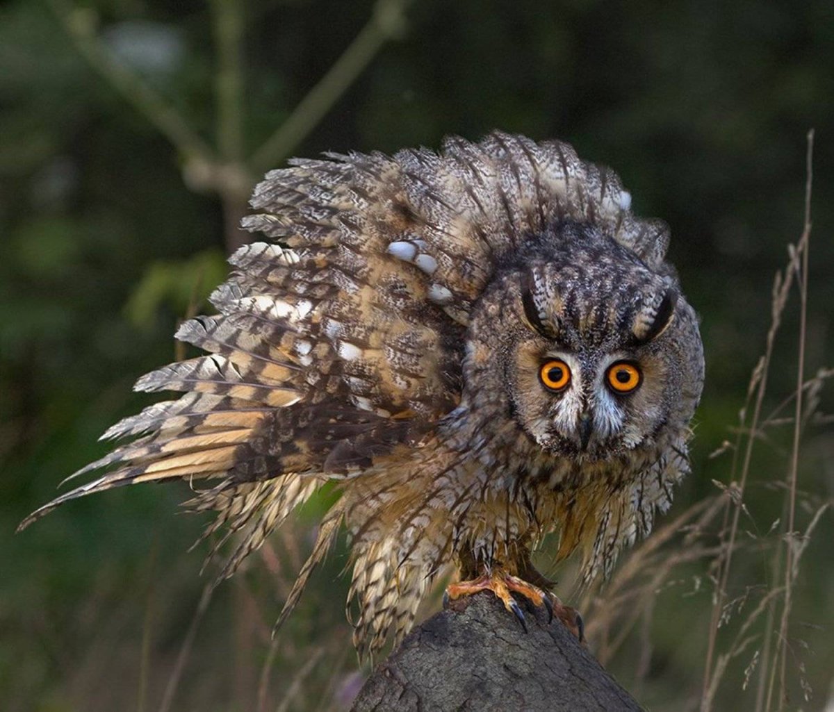 Бородатая неясыть гнездо