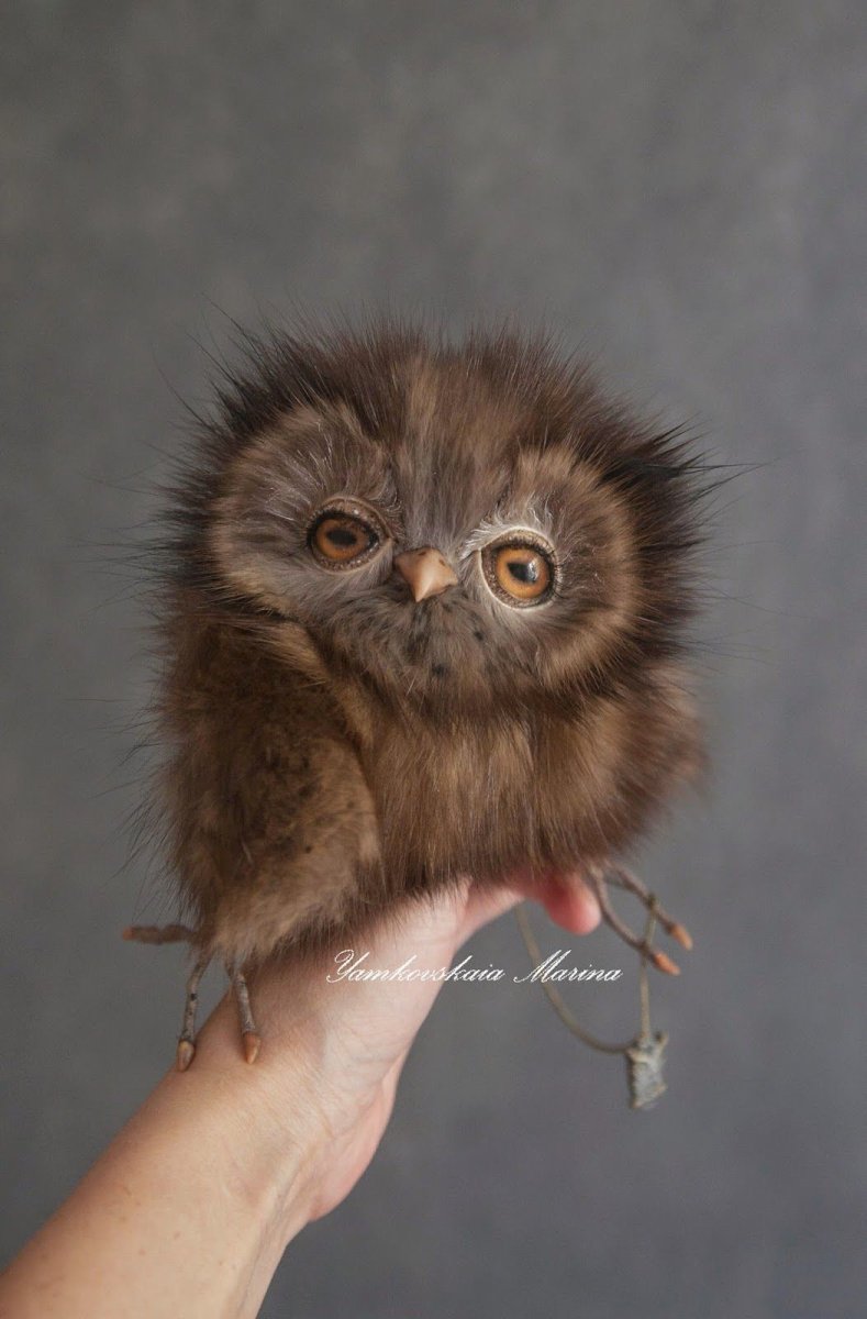 Лохматый Совенок