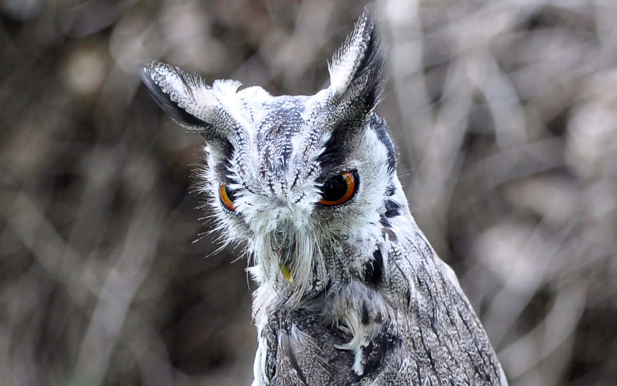 Совообразные смешные