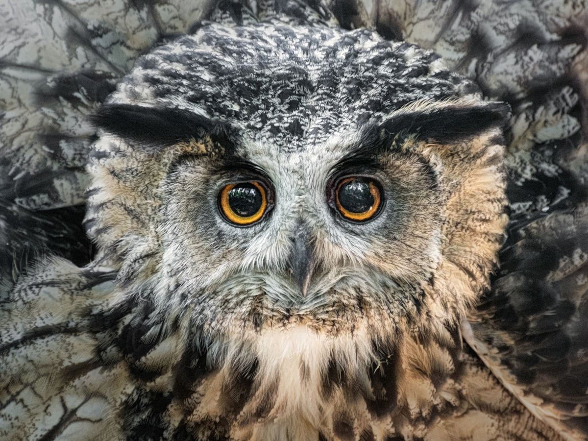 Филин в Сибири