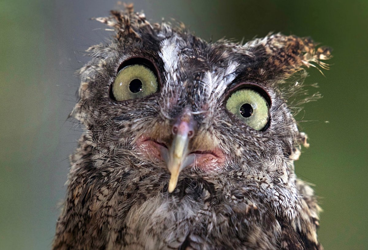 Птенец козодоя