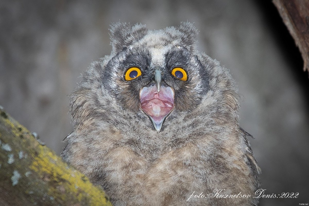 Ушастые Совы пищат по ночам