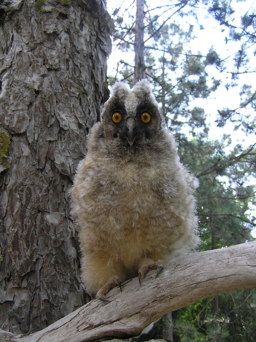 Жирная Сова