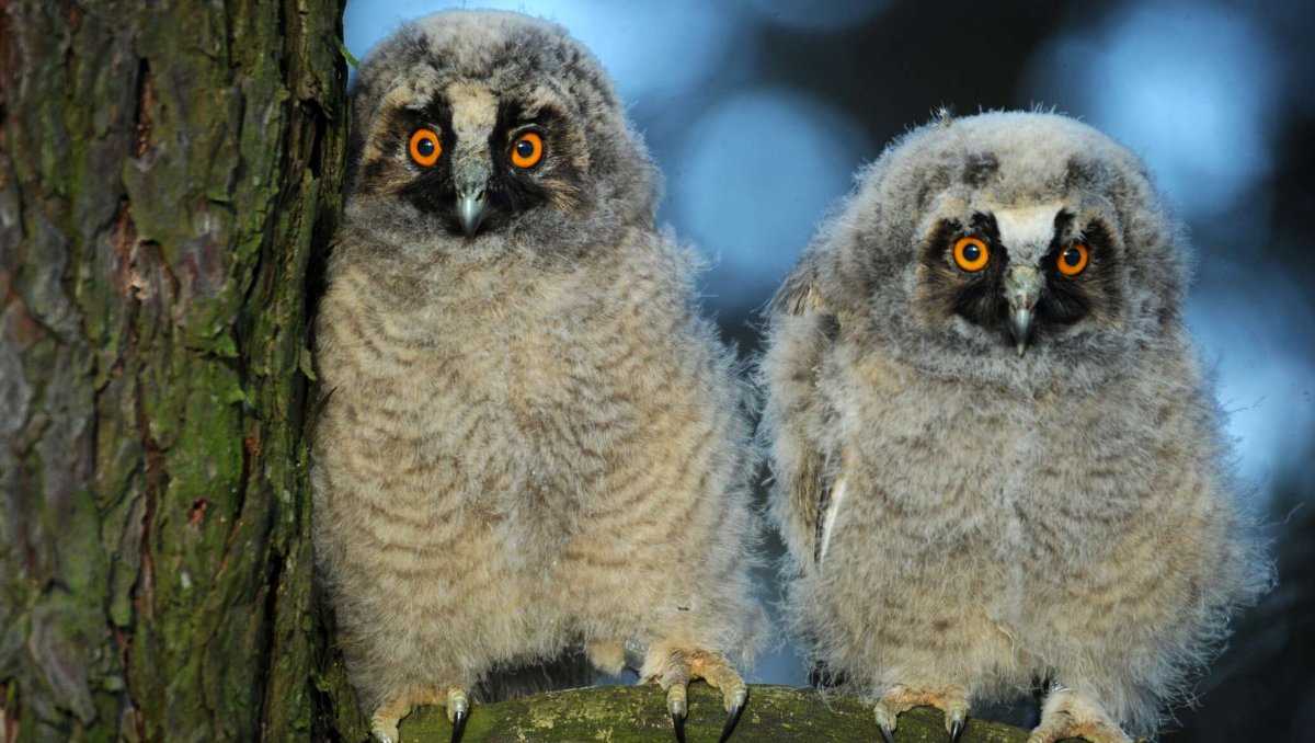 Слеток ушастой Совы