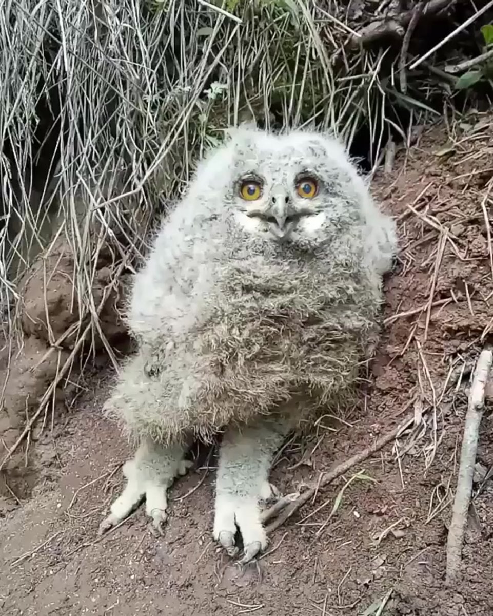 Лохматый Совенок