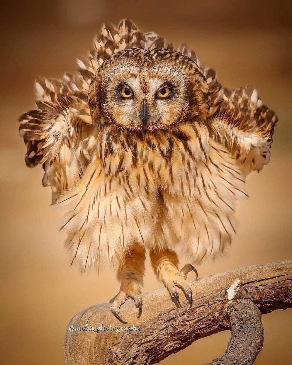 Сибирский Филин