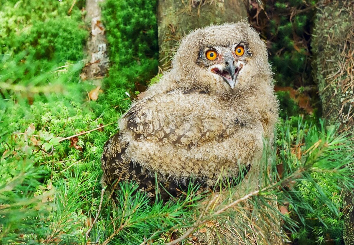 Филин слеток