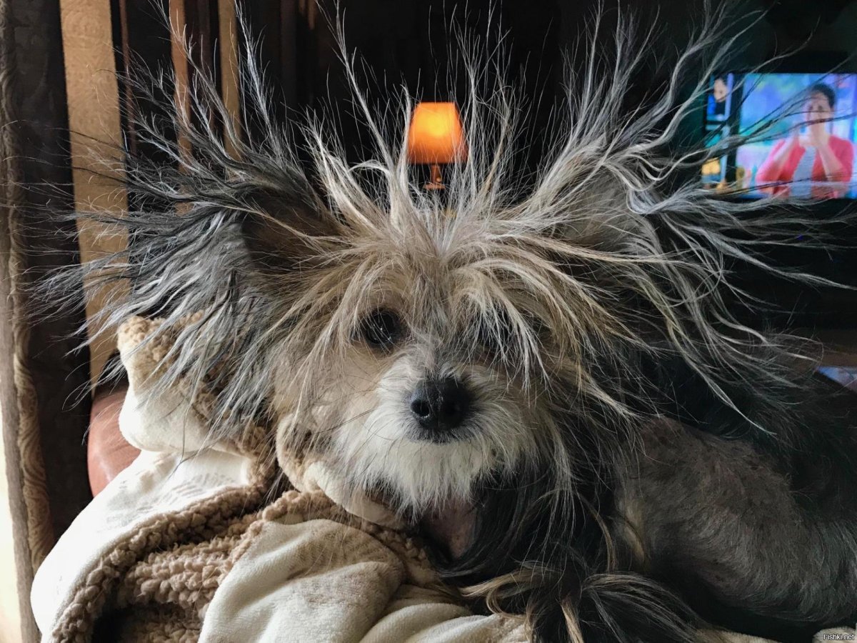 Лохматая собака