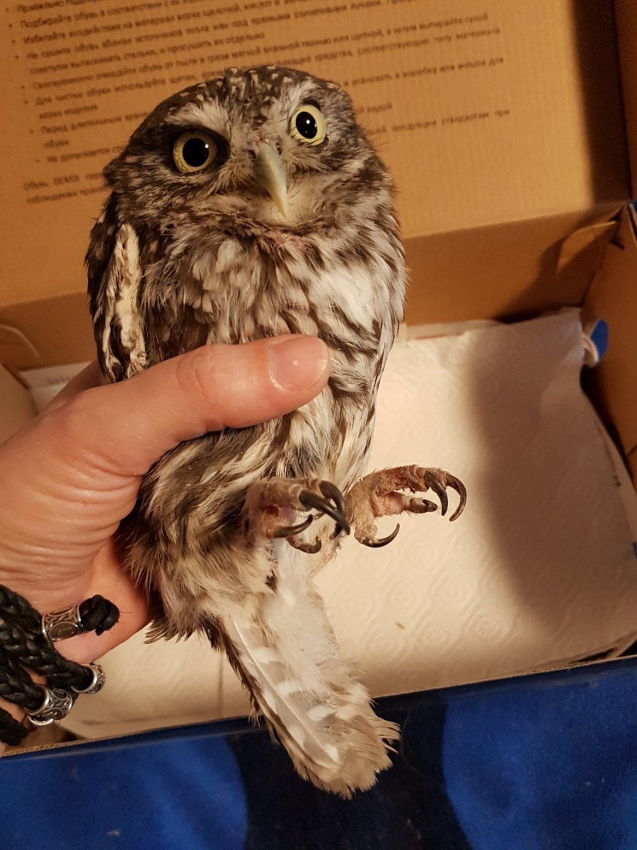 Сова Домовой Сыч