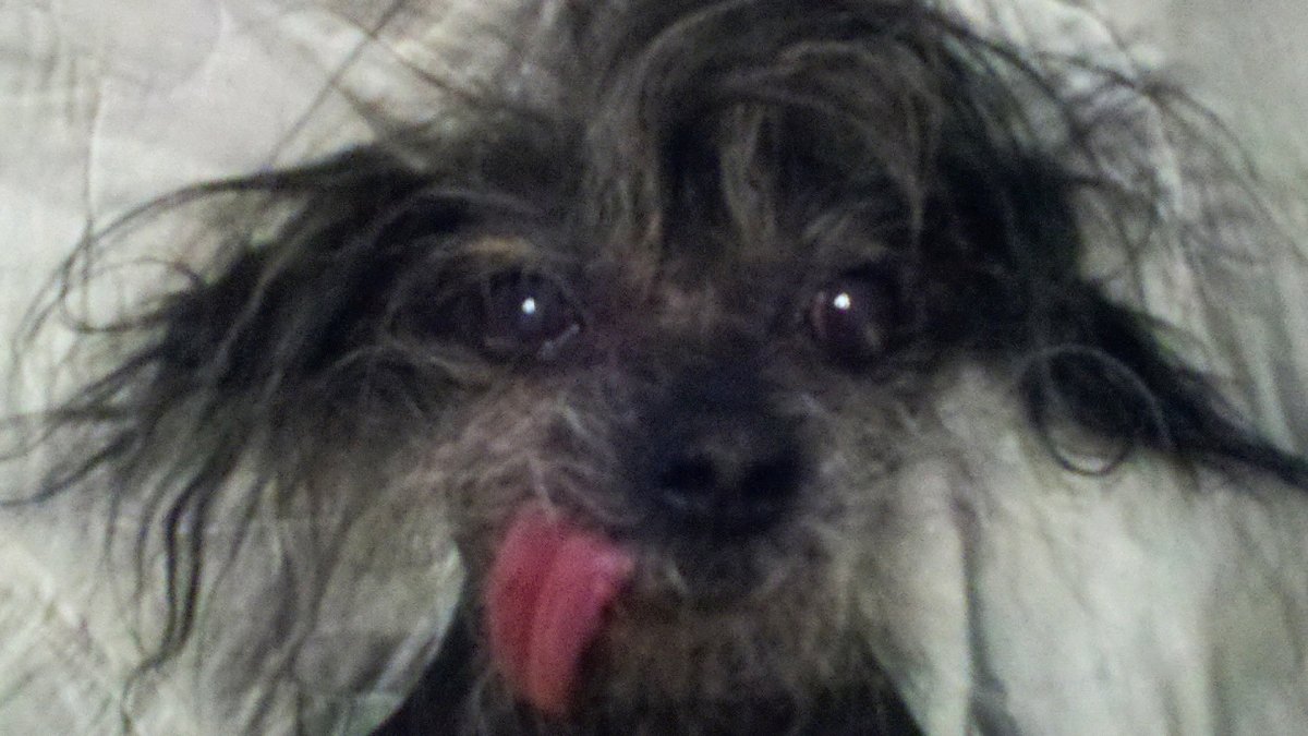 Маленькие лохматые собачки