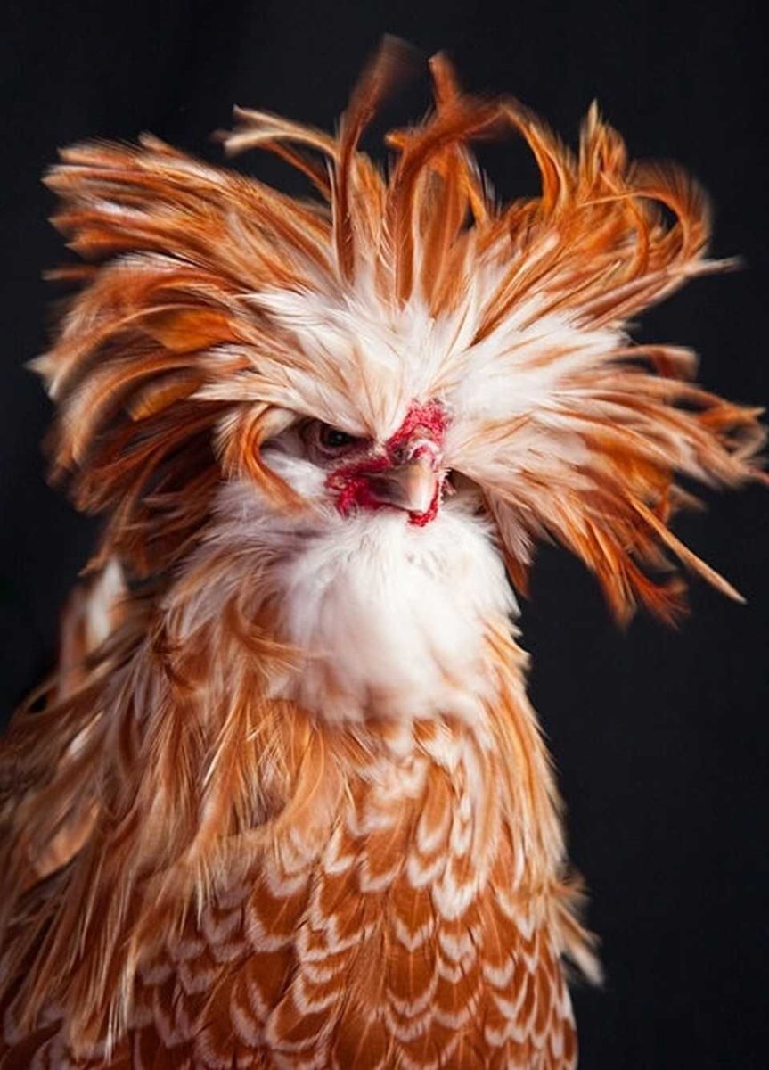 Гамбургский петух Гамбургский