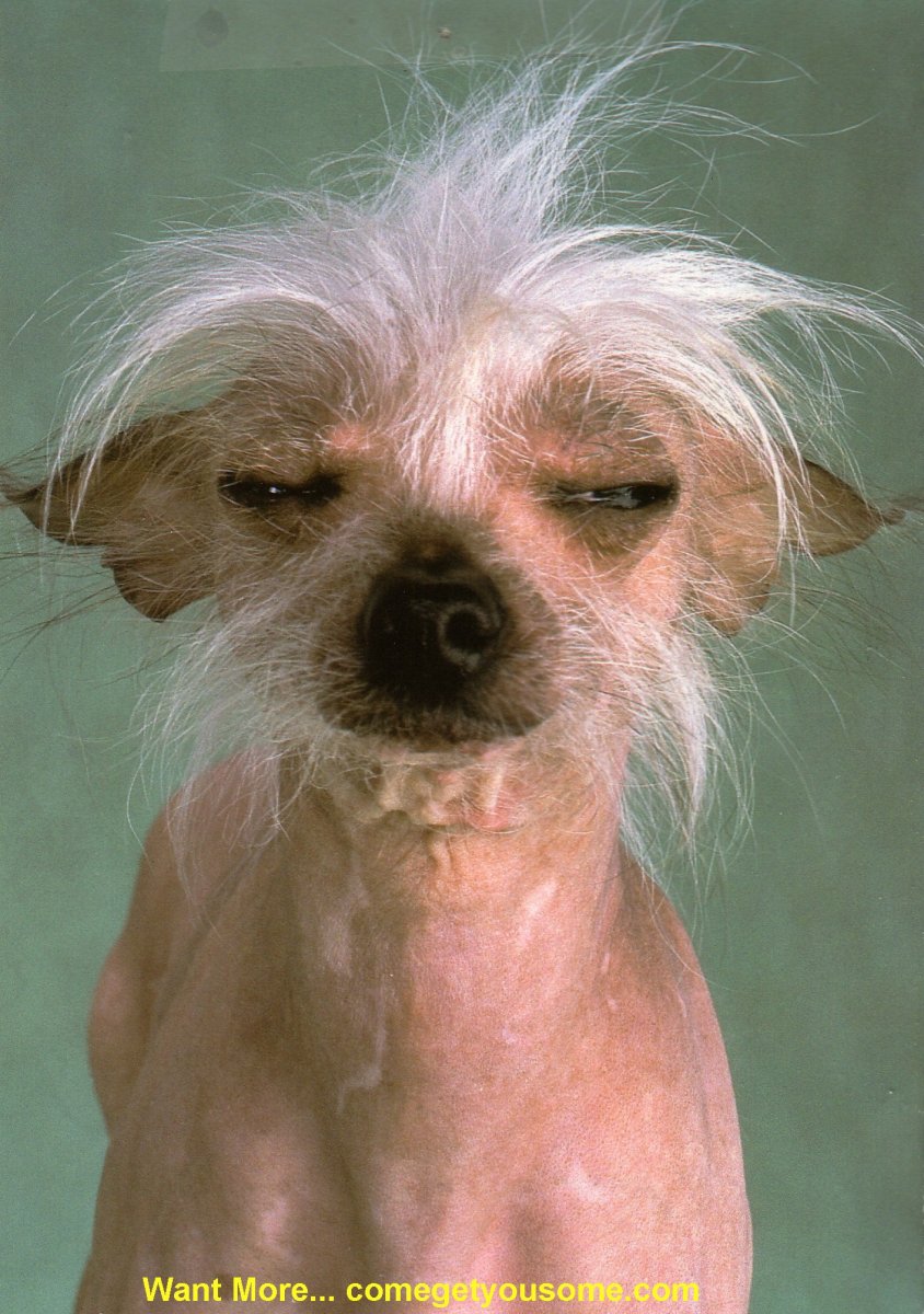 Китайская хохлатая чихуахуа страшная