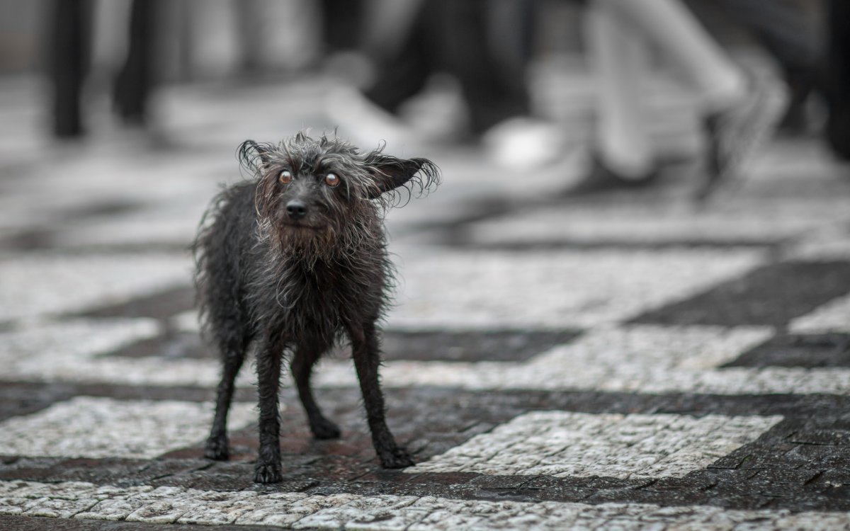 Бездомные собаки