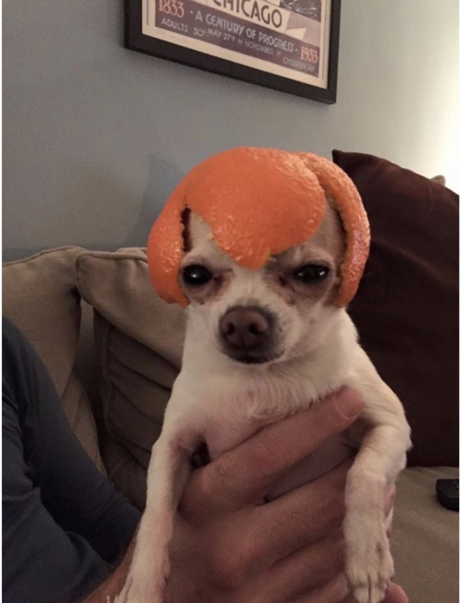 Собака с мандаринкой на голове