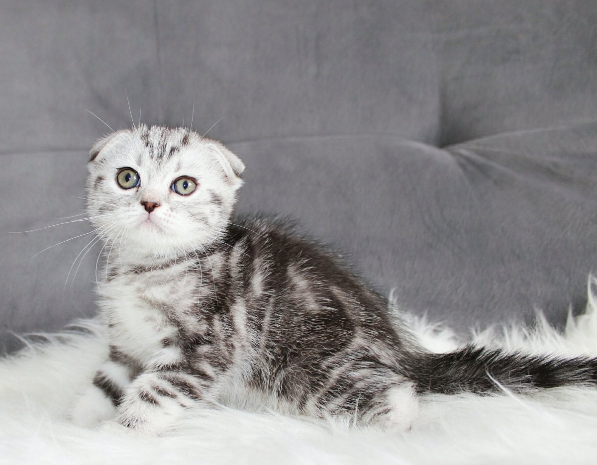 Метис скоттиш фолд