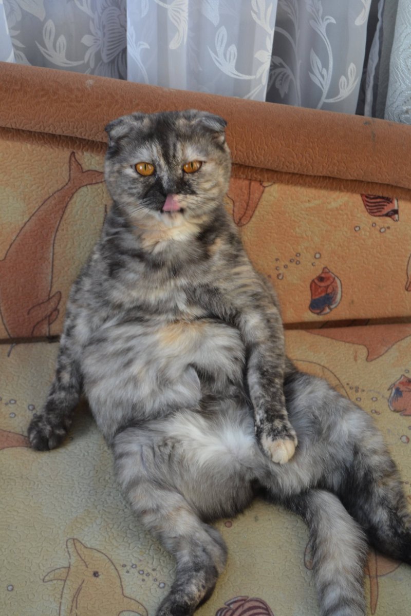 Шотландская вислоухая кошка метис