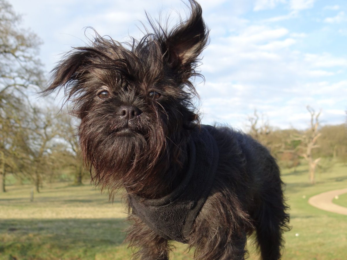 Аффенпинчер Обезьяний пинчер