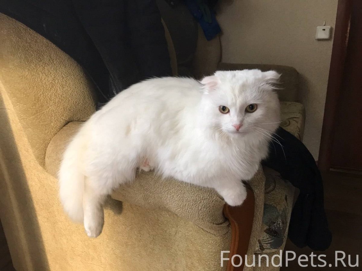 Кошки бело вислоухая метис