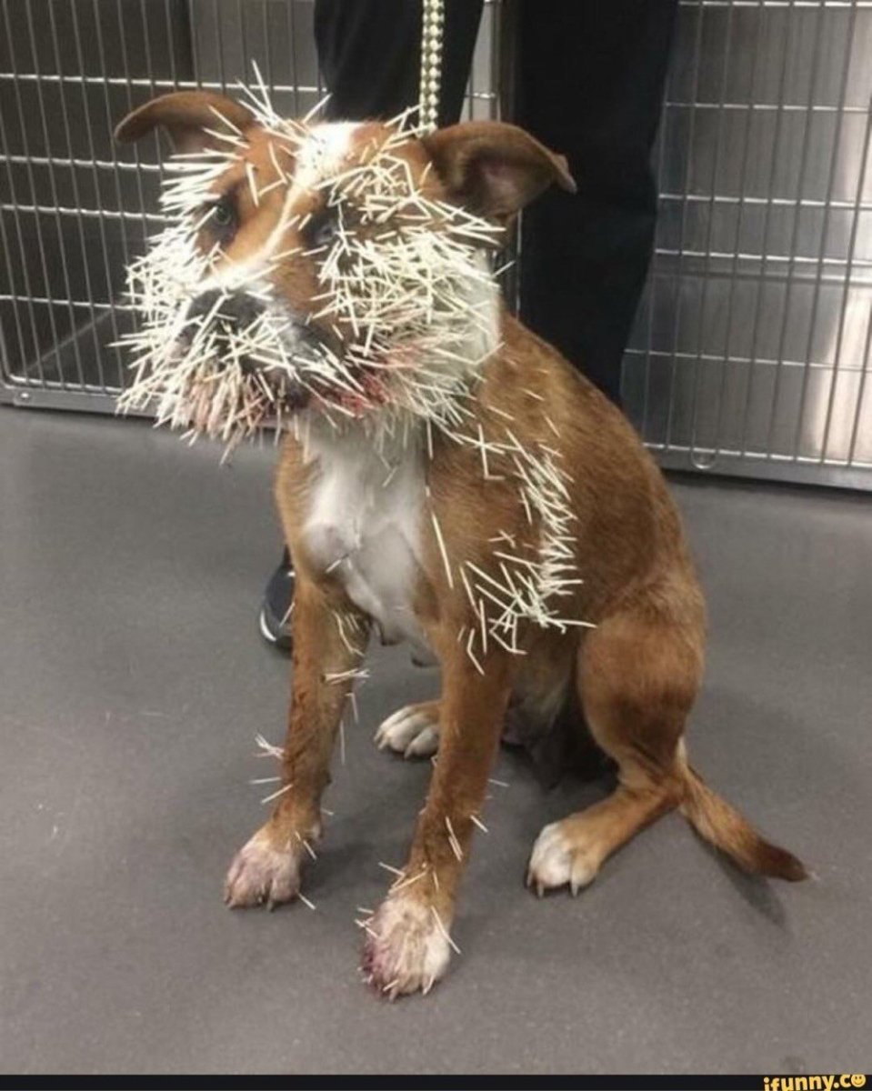 Собачка с иглами дикобраза