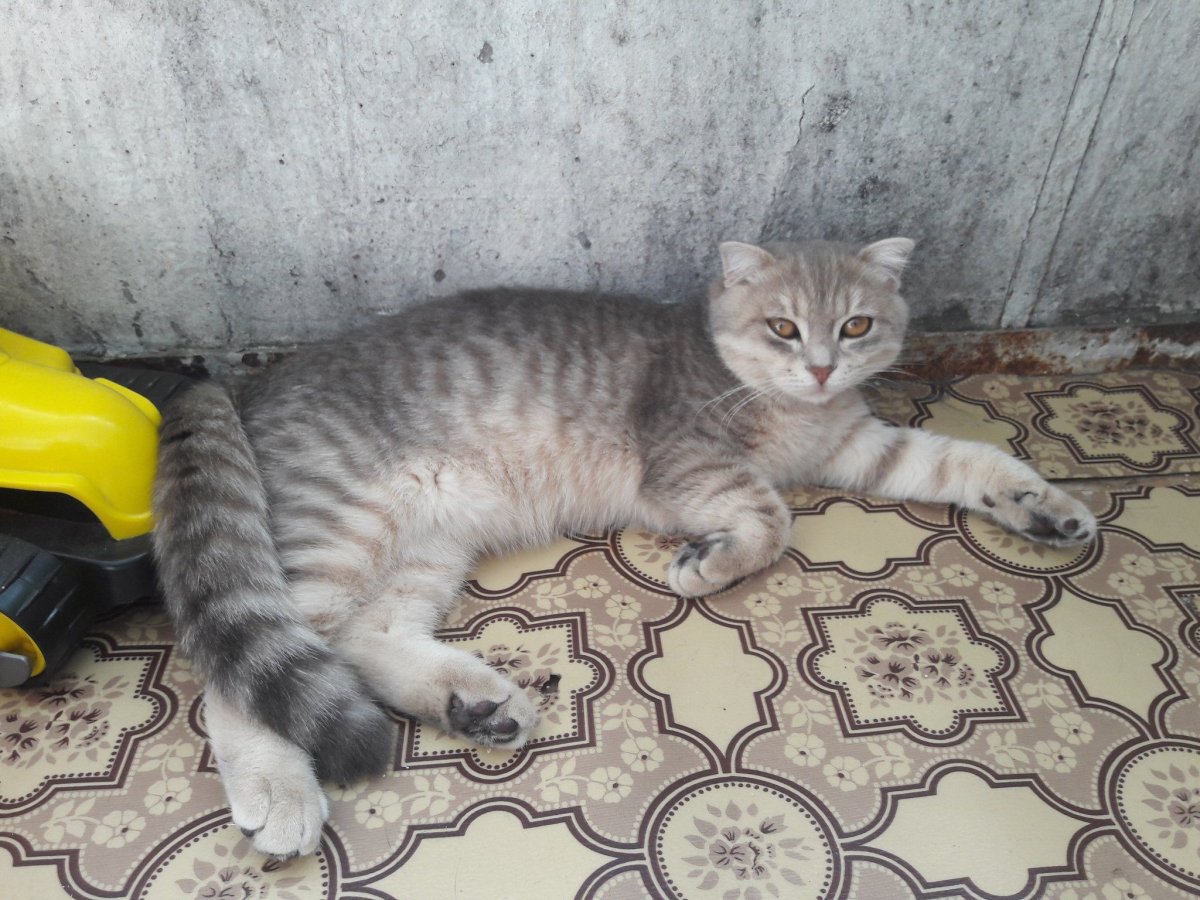 Вислоухий кот метис