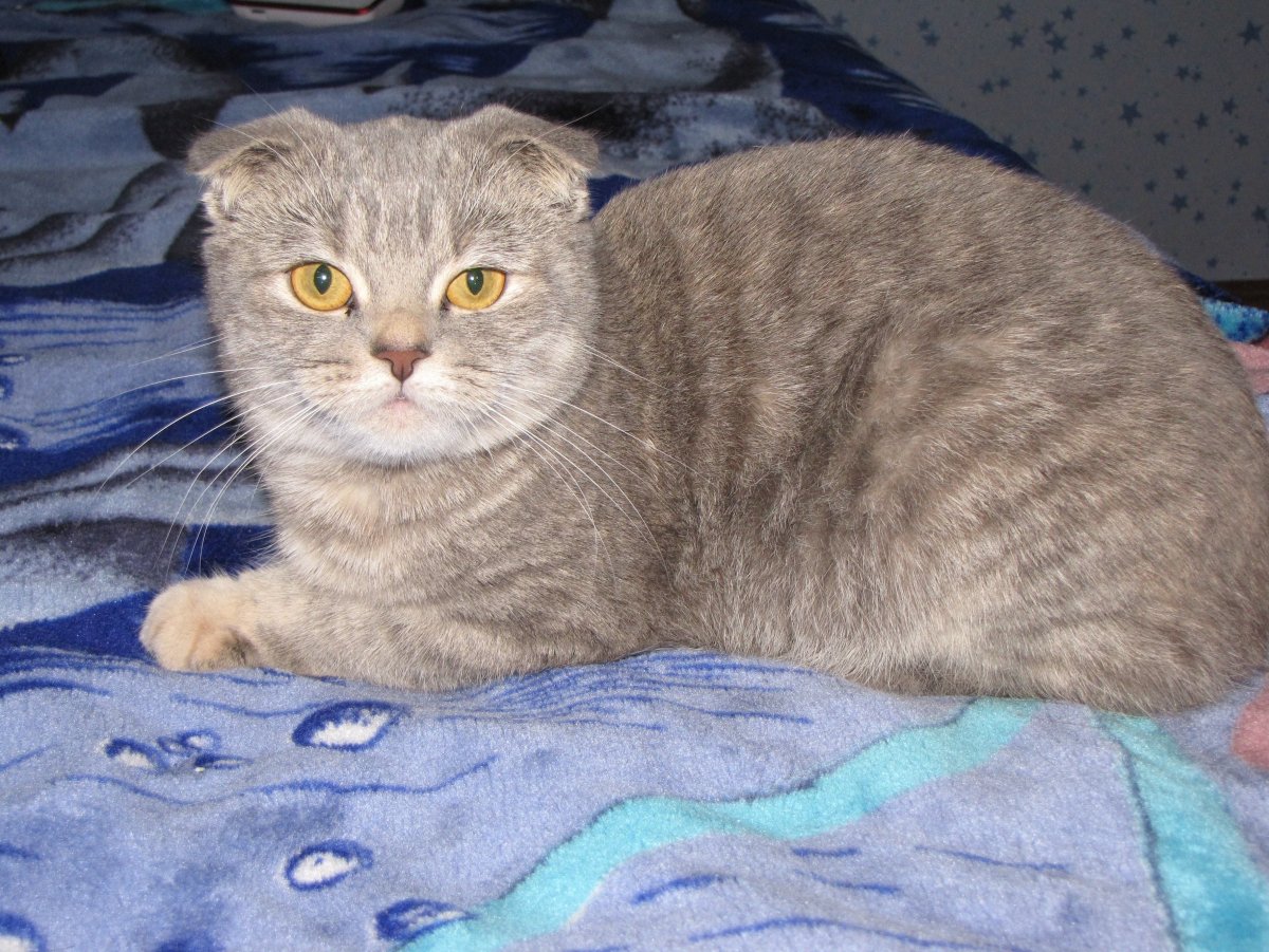 Шотландская вислоухая кошка метис