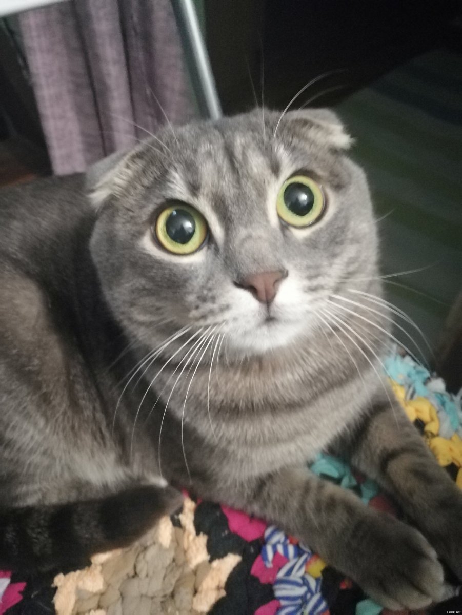 Помесь шотландской вислоухой и обычной кошки