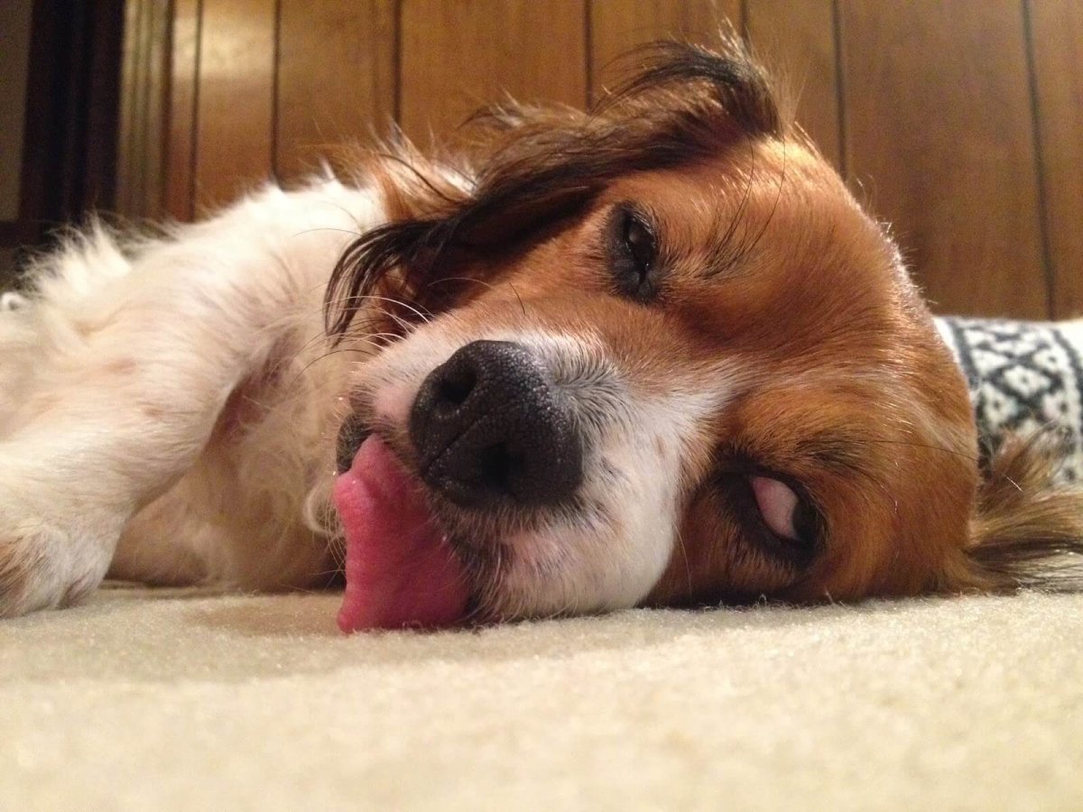 Уставшая собака