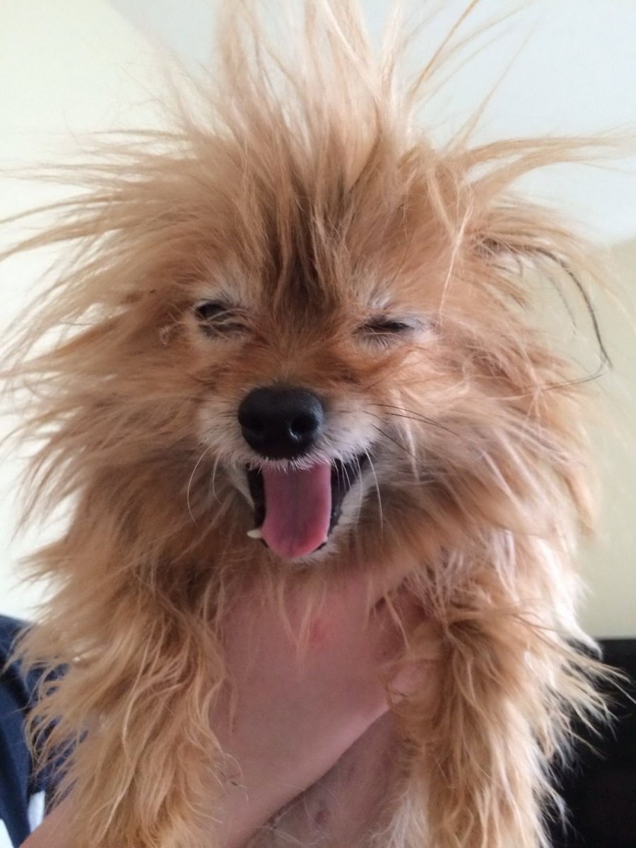 Рыжая лохматая собака