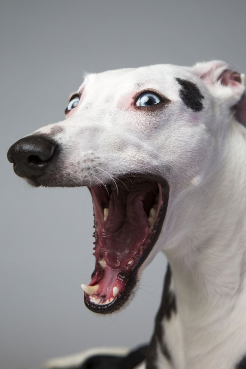 Левретка Уиппет Грейхаунд