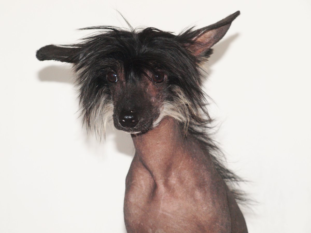 Мексиканская хохлатая собака пуховая