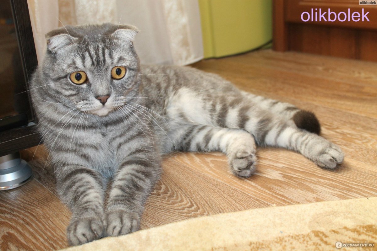 Шотландская помесь