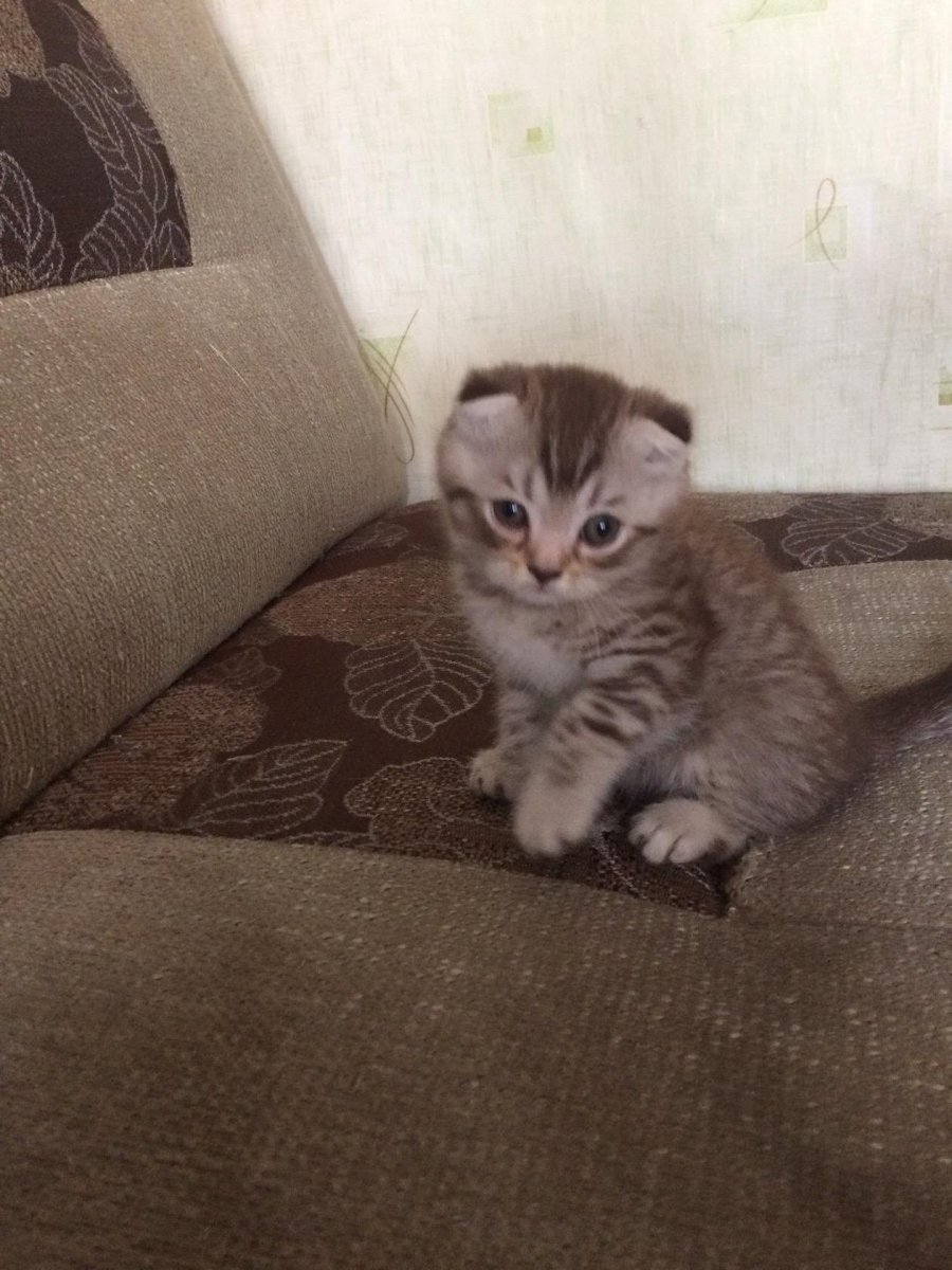 Метис шотландской вислоухой