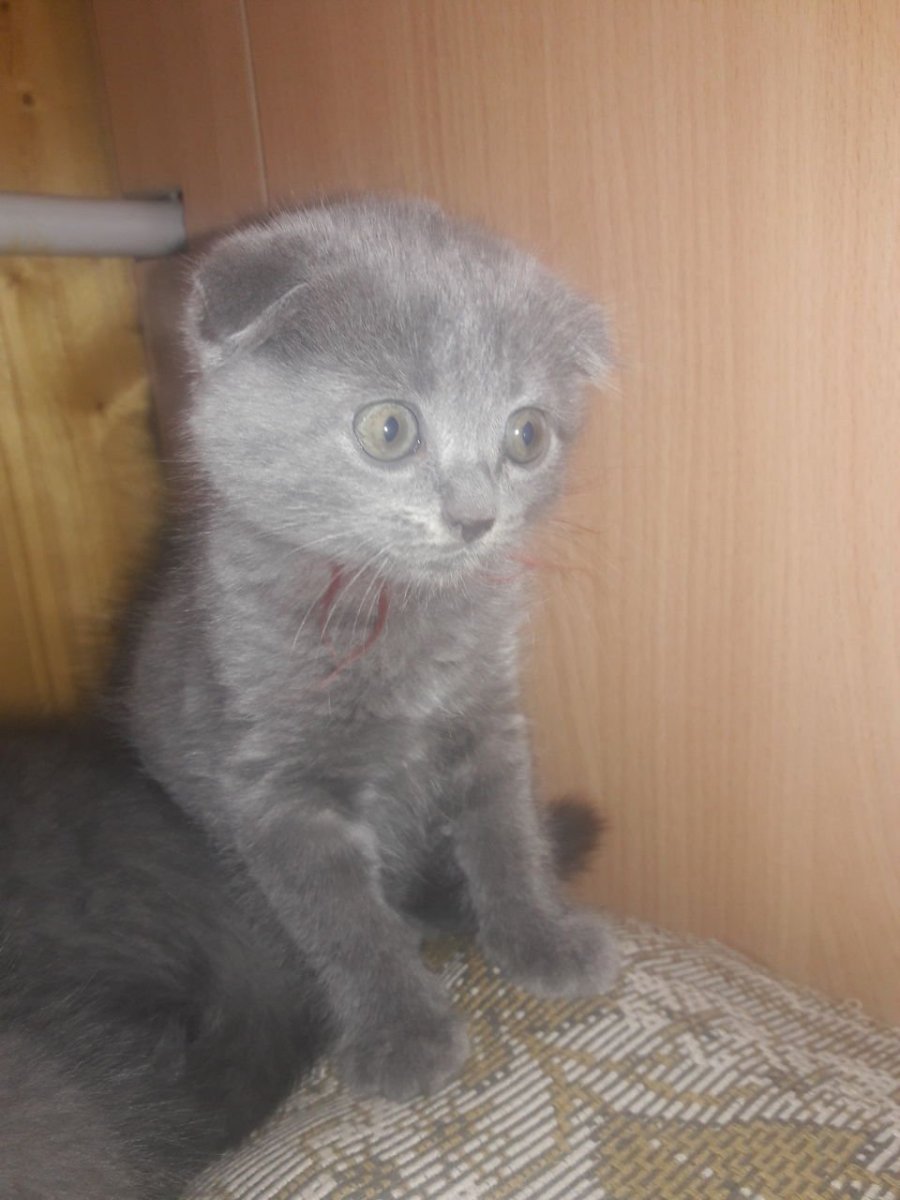 Вислоухие котята помесь