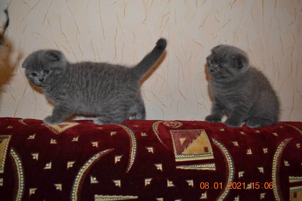 Вислоухие котята помесь