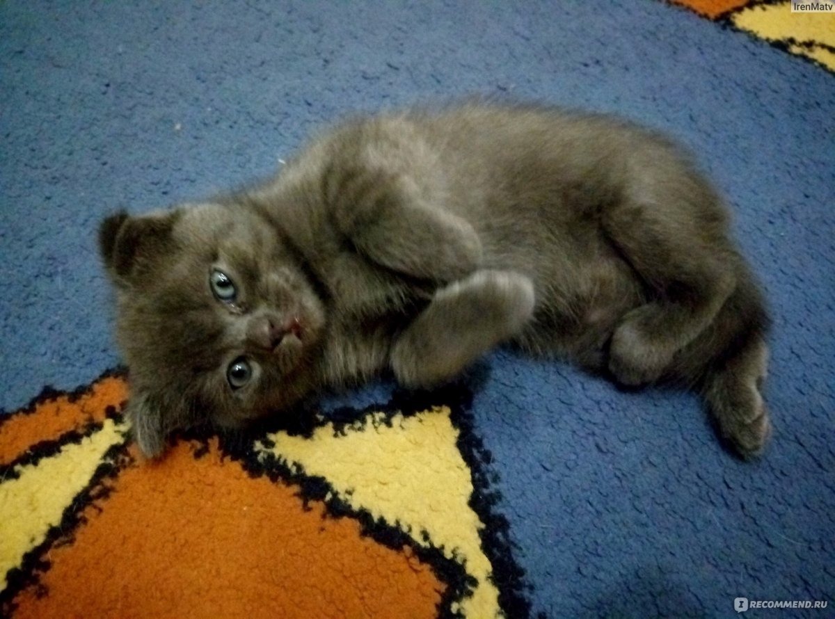 Метис шотландской вислоухой