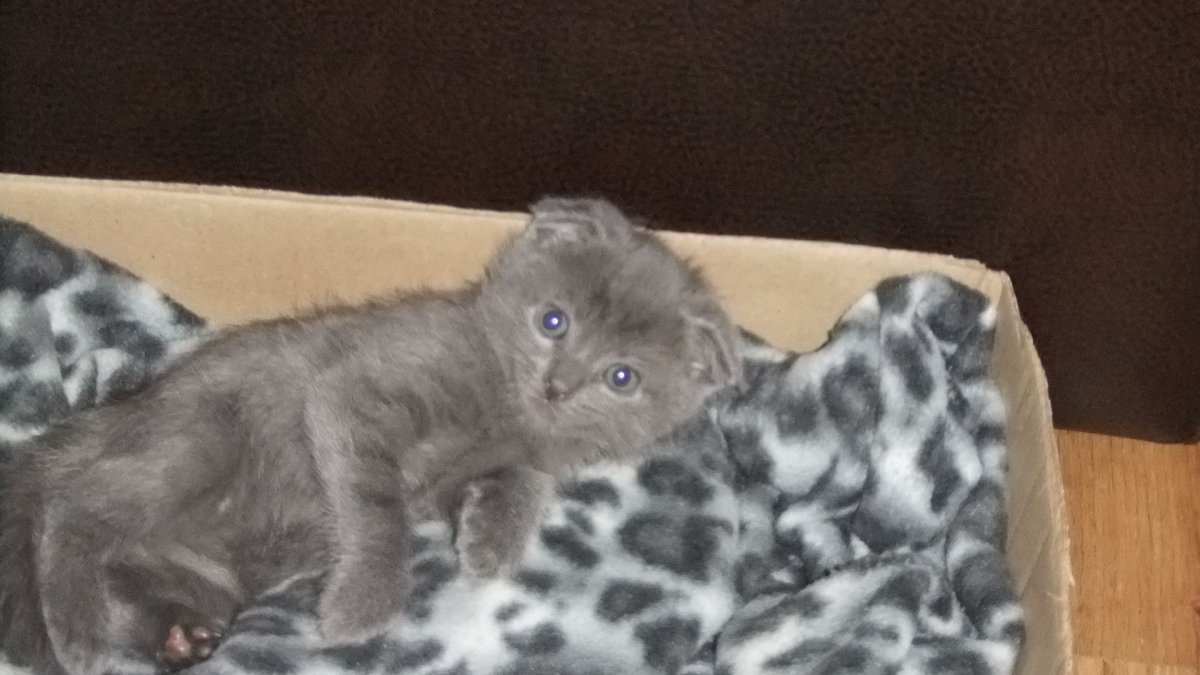 Вислоухие котята помесь