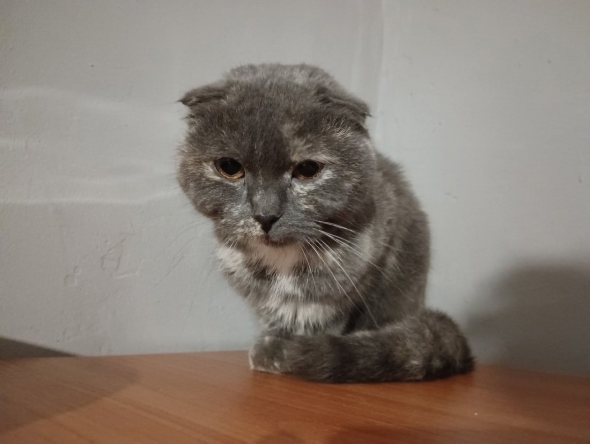 Остеохондродисплазия шотландских вислоухих кошек