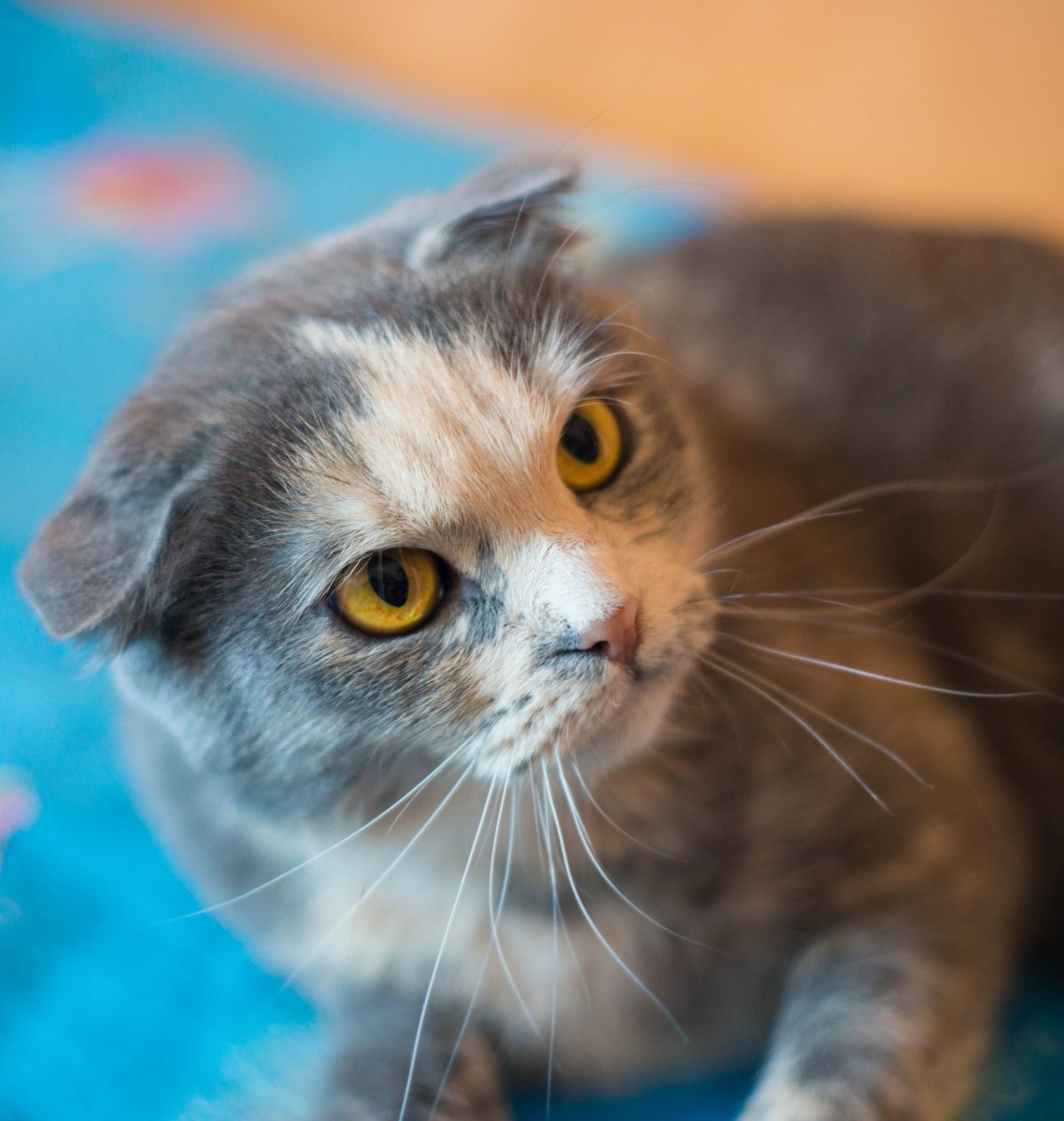 Вислоухий кот метис