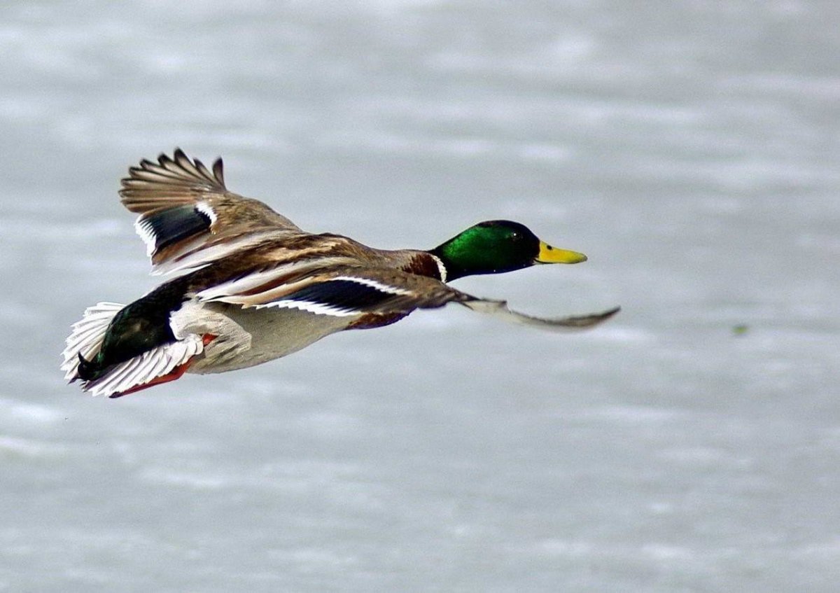 Дикая утка кряква