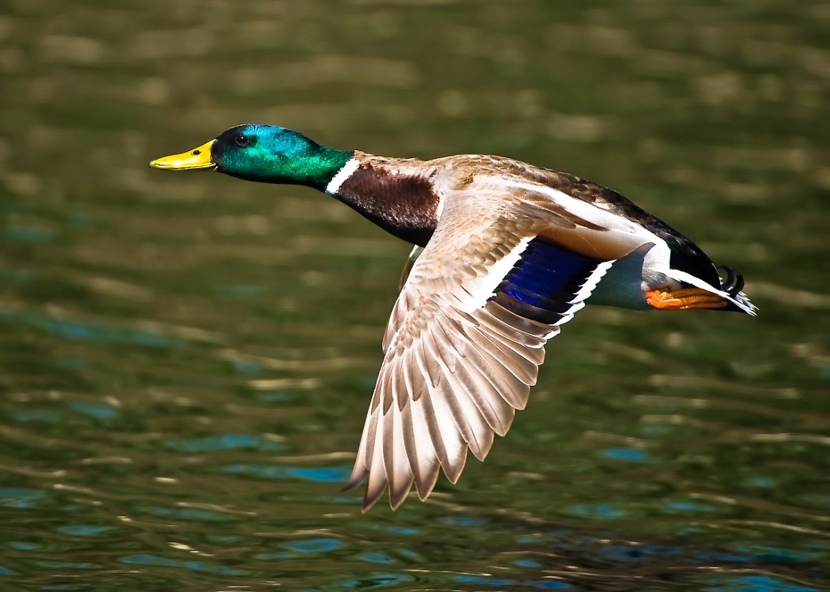 Дикие утки Астраханской области