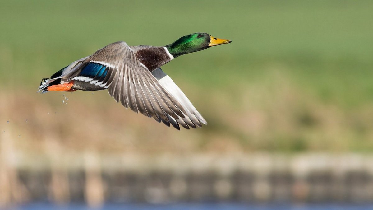 Дикая утка в полете