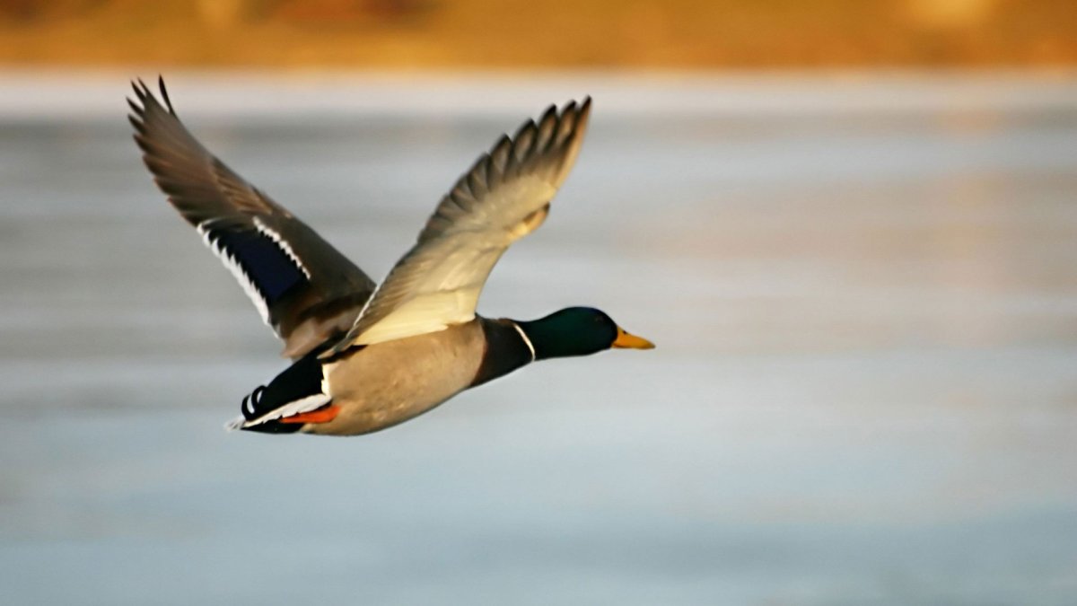 Кряква Перелетная птица