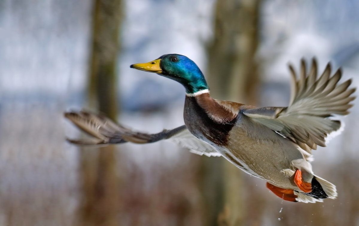 Кряква утка