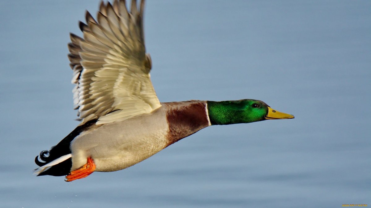 Утка кряква селезень летит