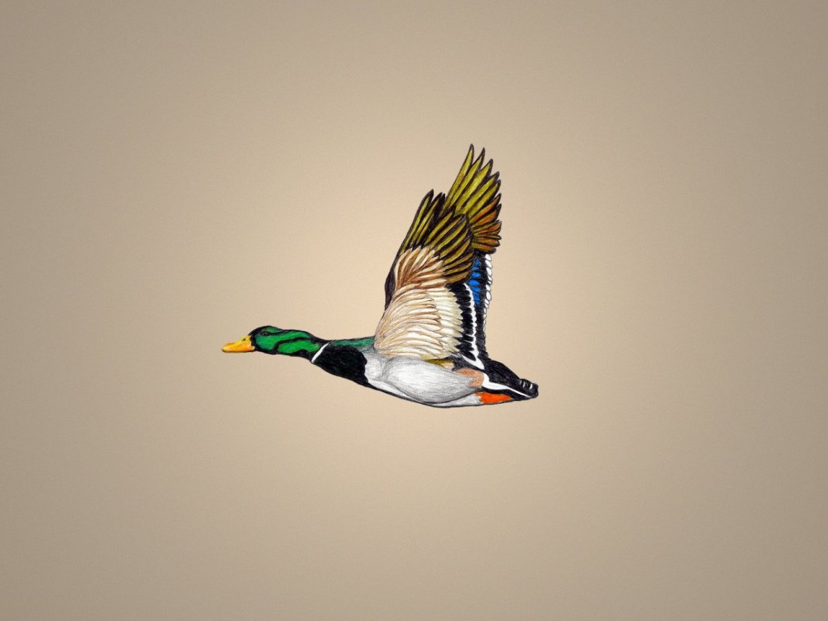 Птица Минимализм