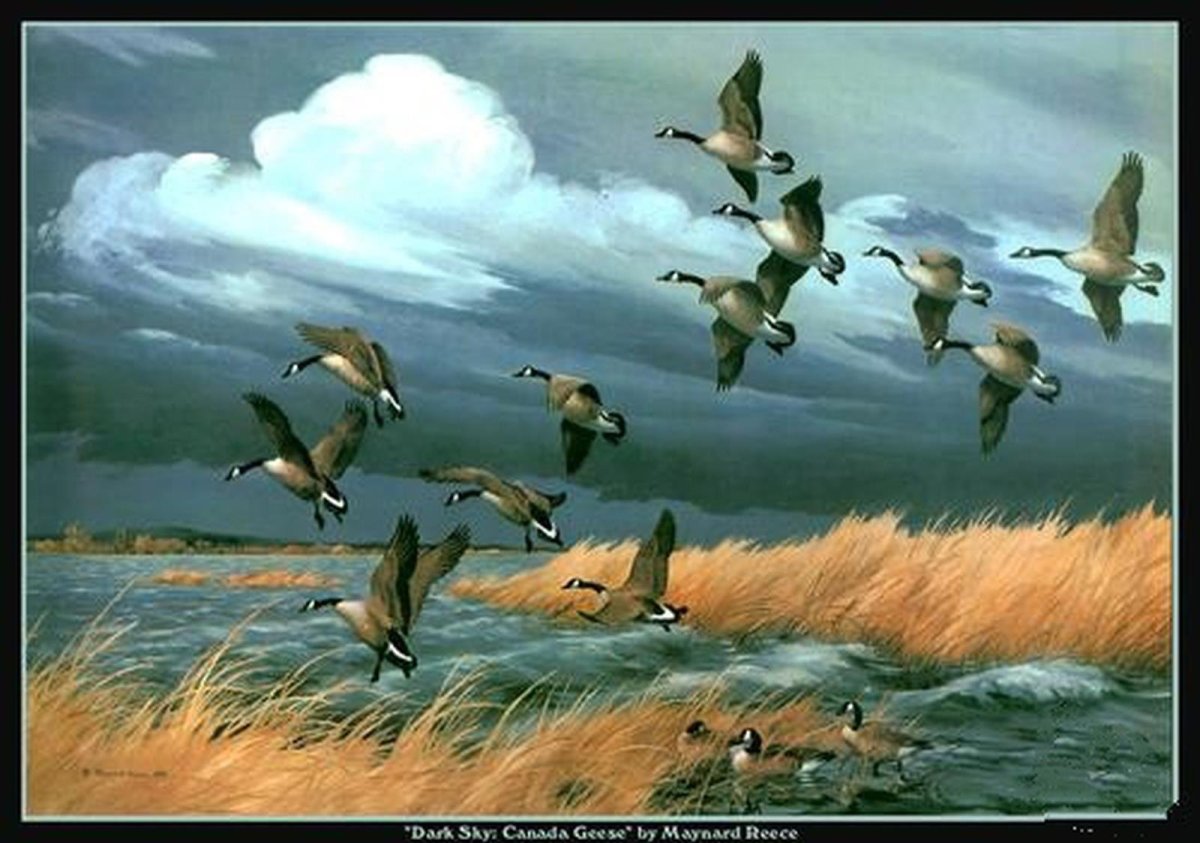 Охота на уток