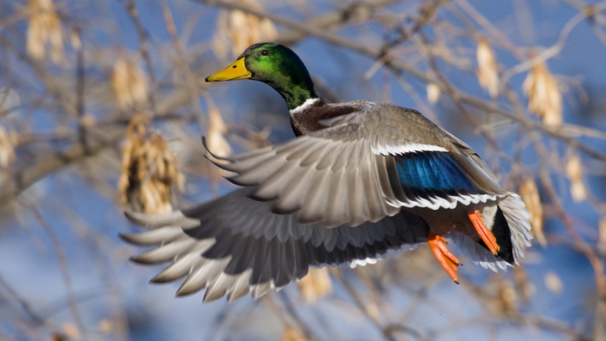 Водоплавающие птицы в полете
