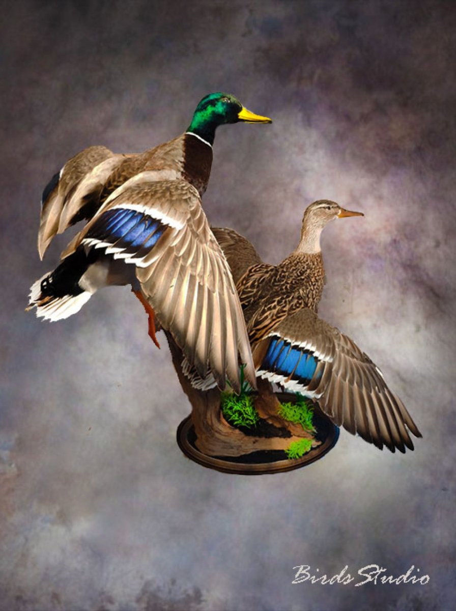 Чучело селезня кряквы