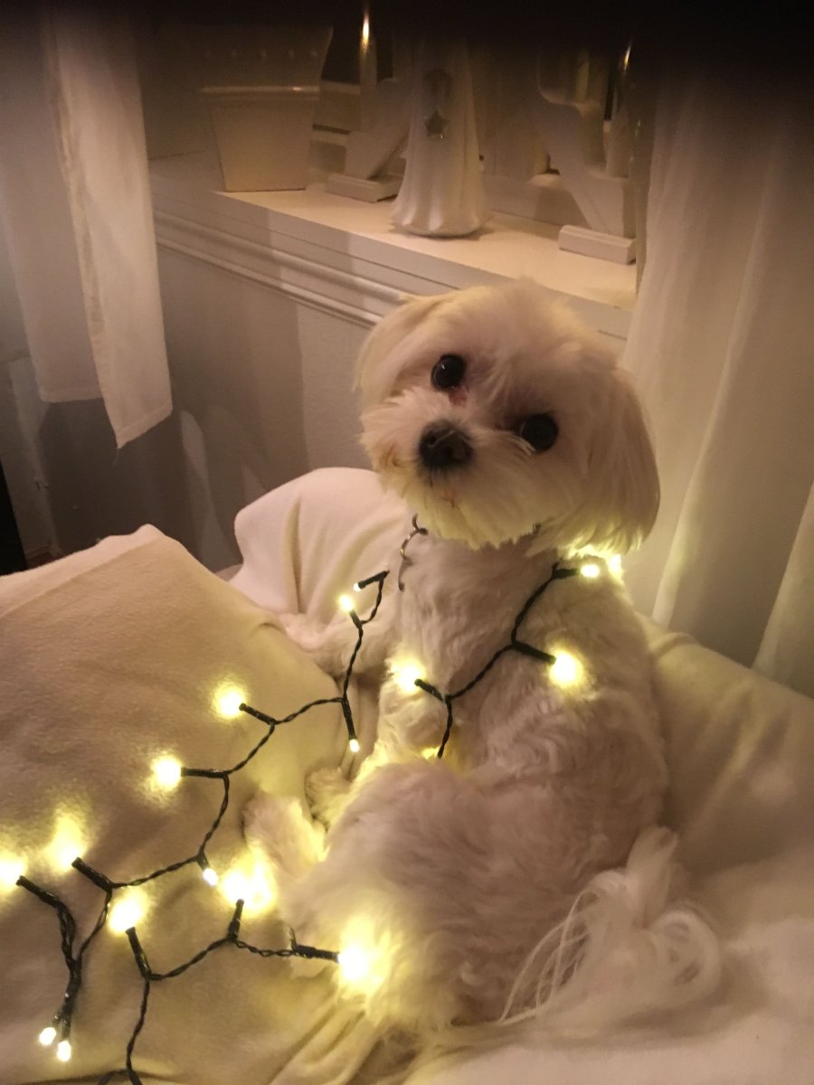 Милые собаки Эстетика